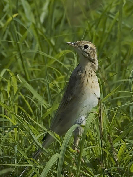 Isokirvinen, Richard's Pipit, Anthus richardi
